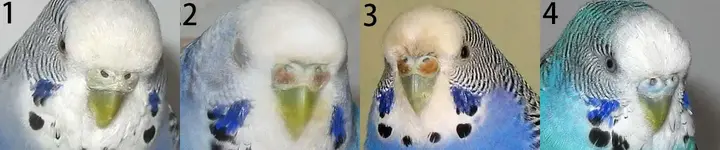 4-ενήλικα-θηλυκά-Budgie.jpg