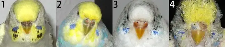 5-Θηλυκό-Budgie-σε-αναπαραγωγική.jpg