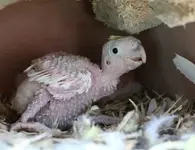 Yellow-Crested-Cockatoo-chick-Inside-the-nest-box.webp