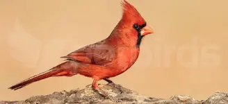 Βόρειος Καρδινάλιος (Cardinalis cardinalis)