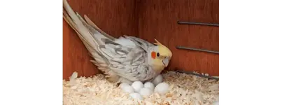 Cockatiel στη φωλιά