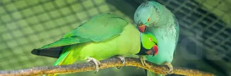 Παπαγάλοι Ρίγκνεκ - Indian Ringneck (Psittacula krameri)