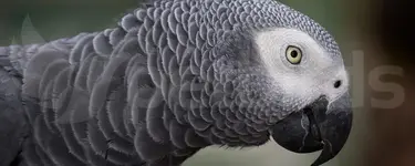 Αφρικανικός γκρίζος παπαγάλος - African grey (Psittacus erithacus)