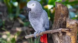 African Grey Parrot