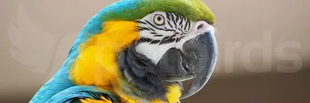 Παπαγάλος Μακάο (Macaw)