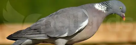 Φάσσα (Columba palumbus)