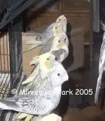 baby tiels1.webp