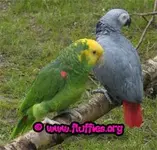 annual-parrot-walk-22.webp