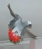 Grey-Parrot-fly-114.webp