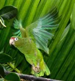 PR%20Parrot%20in%20Flight-Parrots%20Int'l.webp