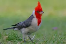 Cardenal comun _.webp