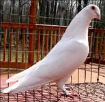 Melluzzo-white-homing-pigeon.webp