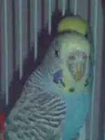 budgies1.webp