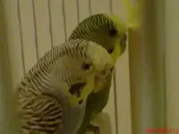 budgies2.webp