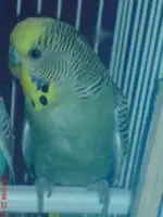 greenbudgie.webp