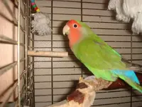 lovebird1.webp