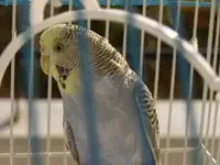 budgie1.webp