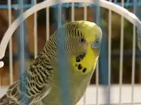 budgie3.webp