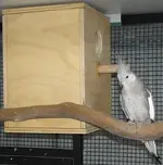 cockatiel-nestbox.webp