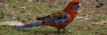 Κόκκινη ή Crimson Rosella