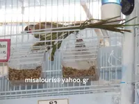 Breeding canaries seazon 2019 071.webp