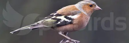 Κοινός Σπίνος - Common chaffinch (Fringilla coelebs)