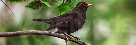 Κοτσύφι - Κότσυφας (Turdus merula)