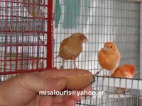 Breeding canaries seazon 2019 079.webp