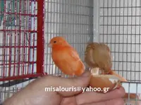 Breeding canaries seazon 2019 078.webp