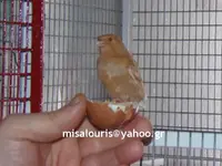 Breeding canaries seazon 2019 077.webp