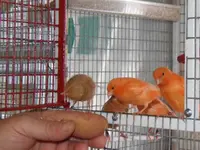 Breeding canaries seazon 2019 076.webp