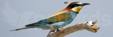 Μελισσοφάγος (Merops apiaster)