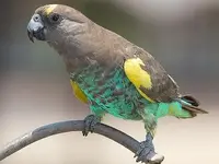 Παπαγάλος του Μέγερ - Meyer’s Parrot (Poicephalus meyeri)