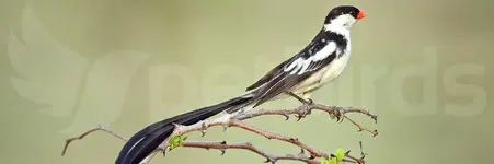 Μακροουροχήρα - Pin-tailed Whydah (Vidua macroura)