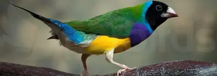 Μαυροκέφαλο Gouldian