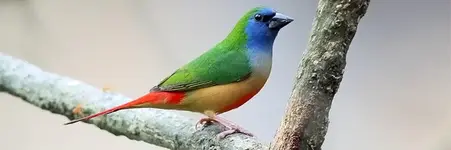 Ερύθρουρα - Parrotfinch (Erythrura)