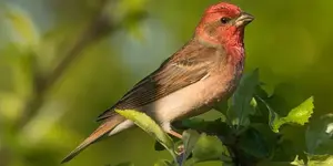 Αρσενική Ροδόσπιζα Carpodacus erythrinus .