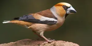 Κοκκοθραύστης (Coccothraustes coccothraustes)