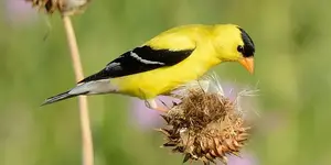 Αμερικάνικη καρδερίνα (Spinus tristis)