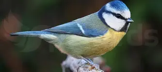 Γαλαζοπαπαδίτσα (Cyanistes caeruleus)