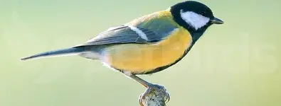 Καλόγερος (Parus major)