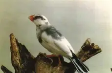 Παρδαλό Java Sparrow