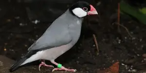 Πιγκουινάκια - Java sparrow (Lonchura oryzivora)