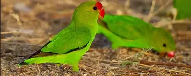 Lovebird Αβησσυνίας - Black-winged lovebird (Agapornis taranta)