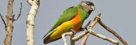 Παπαγάλος Σενεγάλης (Poicephalus senegalus)