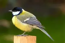 canva-animal,-bird,-tit,-parus-major,-foraging,-garden-MACZWMlqFY8.webp