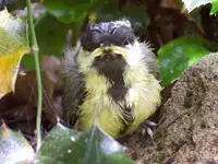 Great_Tit_fledgeling.webp