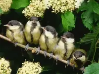 great-tits-five-fledgelings-perched-in-row-parus-major-europe_u-l-p1aoht0.webp