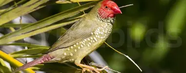 Star finch (Neochmia ruficauda)