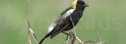 Δολιχόνυξ ο ορυζοφάγος - Bobolink (Dolichonyx oryzivorus)